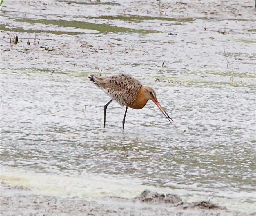 Black-tailed Godwit - ML30400801