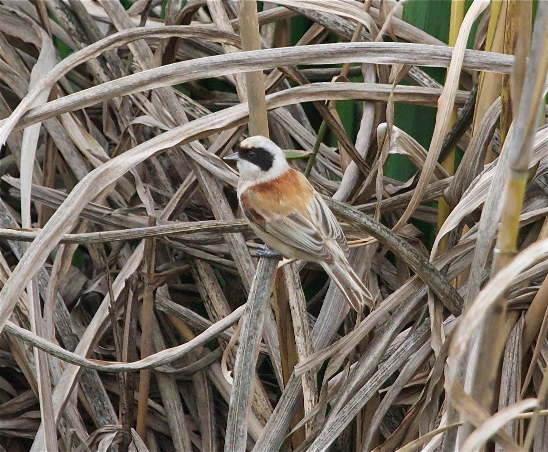 Eurasian Penduline-Tit - Karl Overman