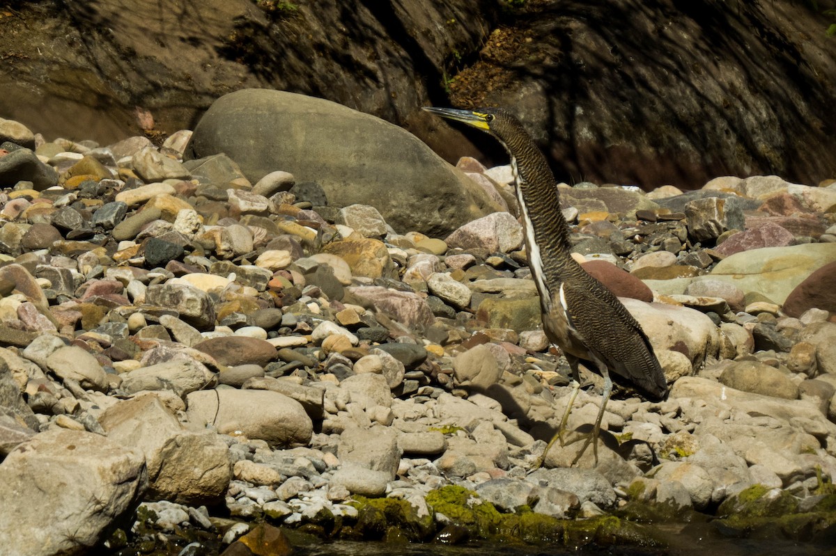 Fasciated Tiger-Heron - ML304008841