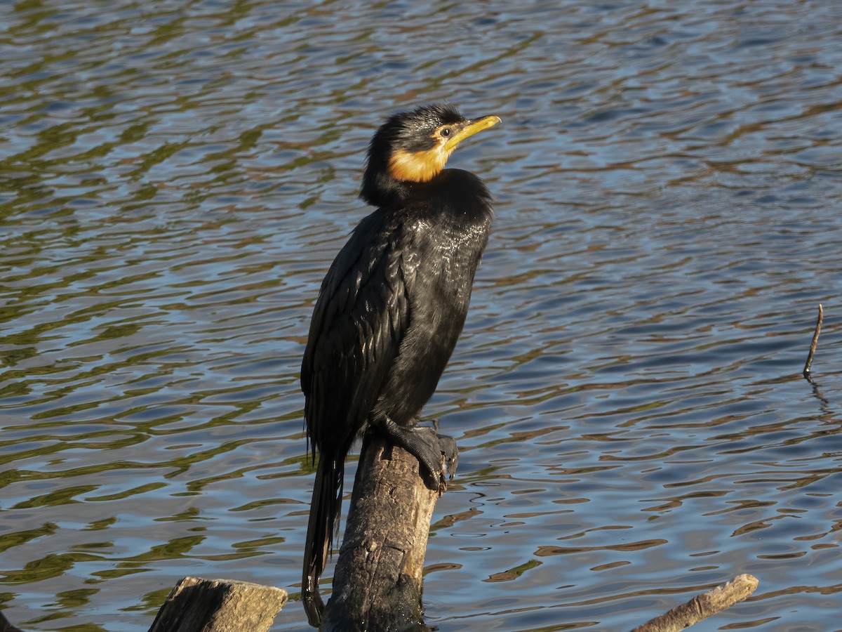 Little Pied Cormorant - Glenn Kincaid