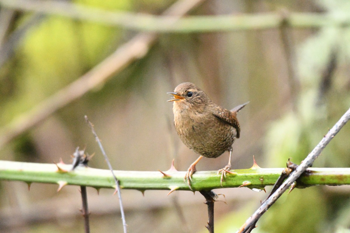 Pacific Wren - ML304011171