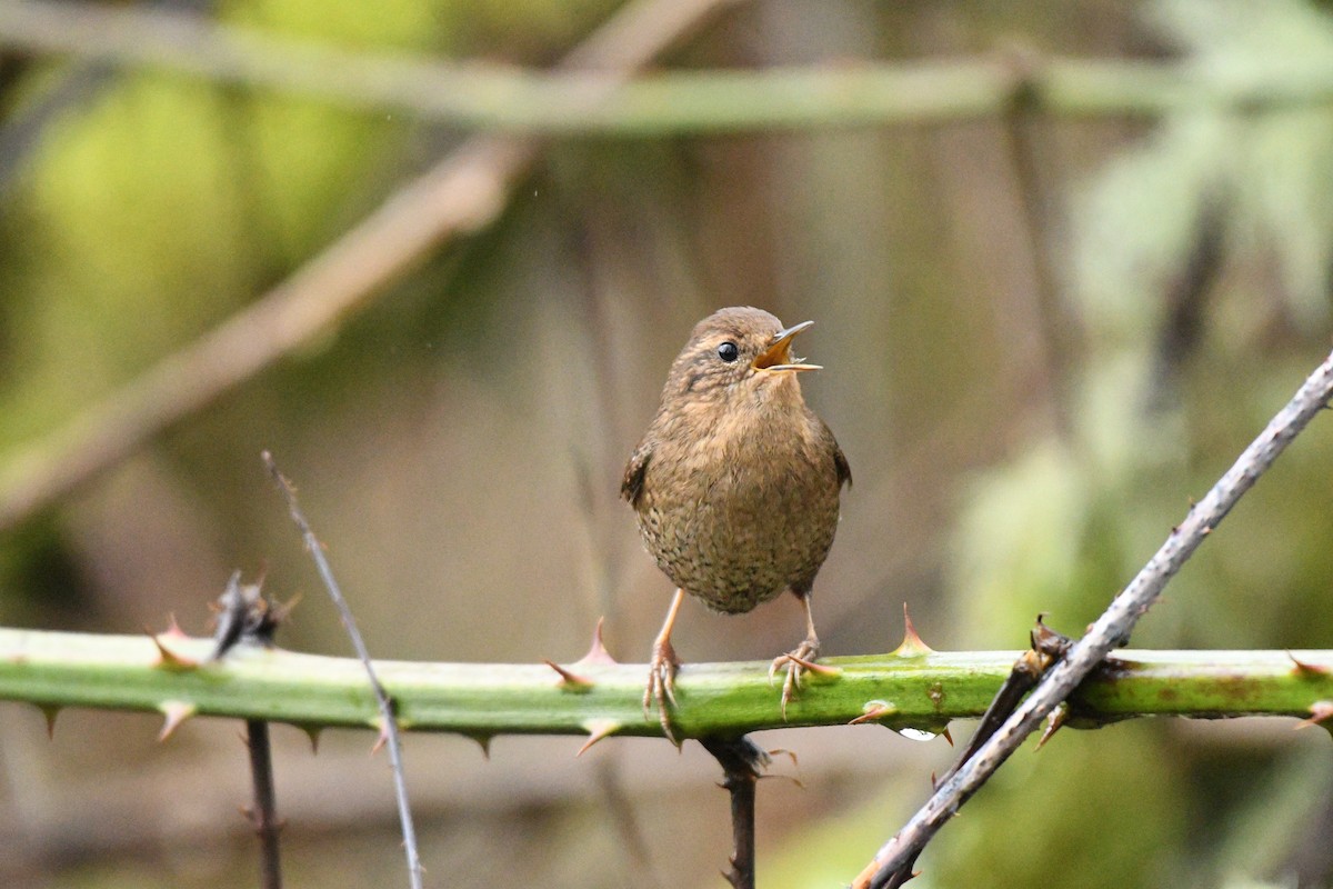 Pacific Wren - ML304011191