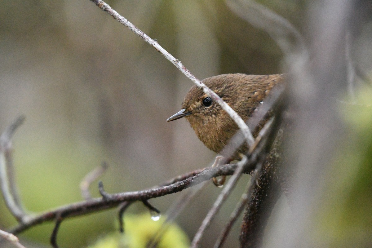 Pacific Wren - Katie Warner