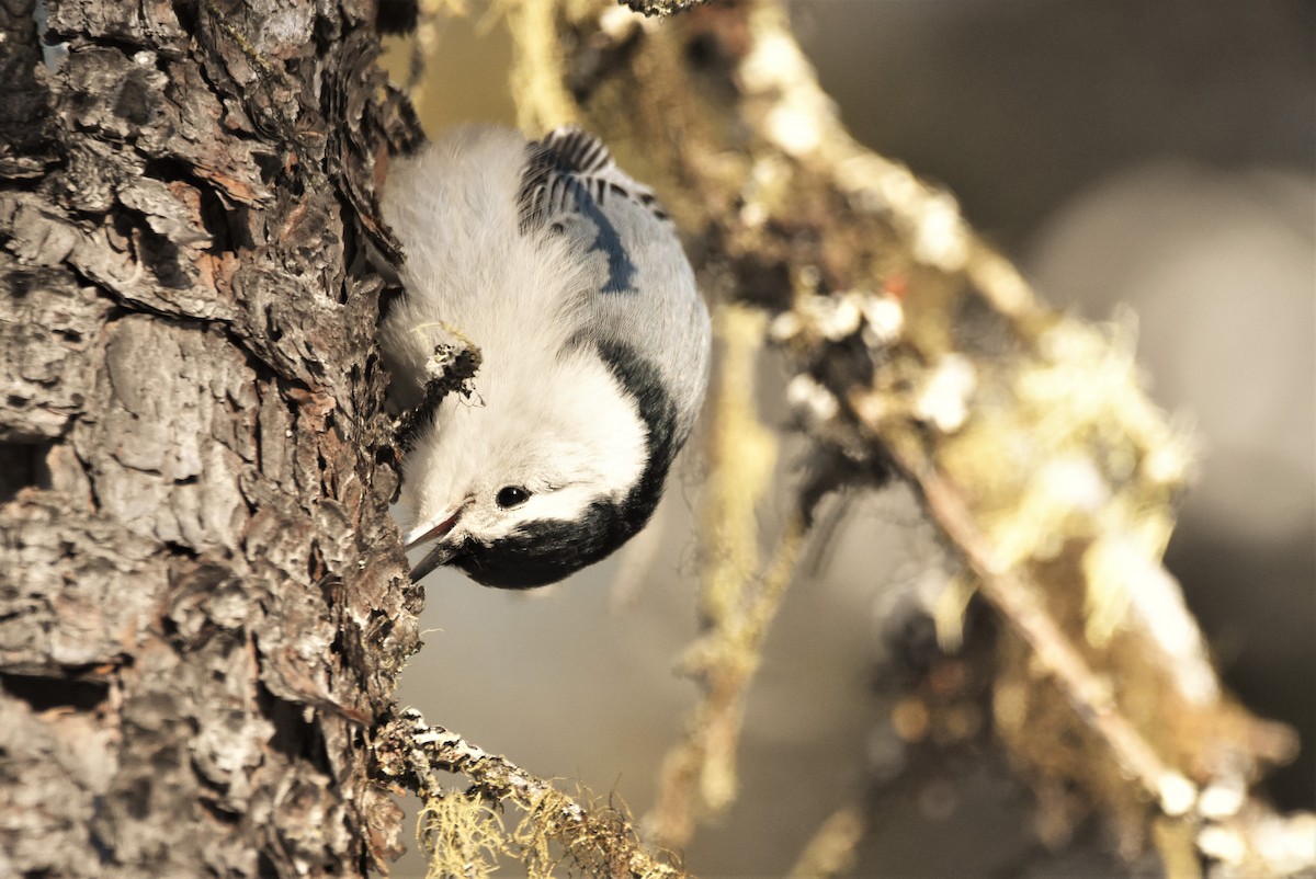 White-breasted Nuthatch - ML304012741