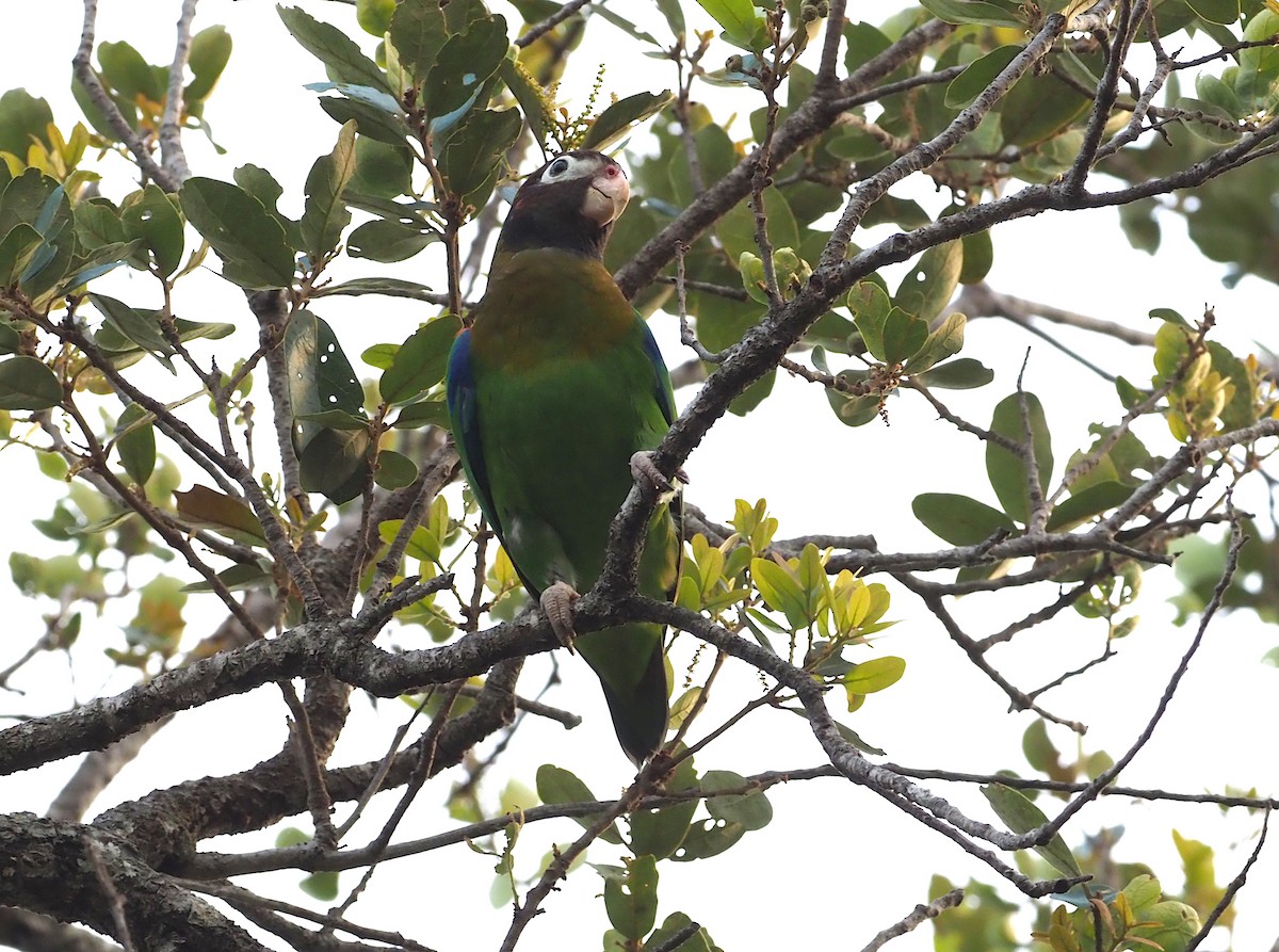 Brown-hooded Parrot - ML304015281