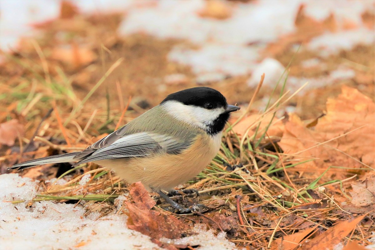 Black-capped Chickadee - ML304016421