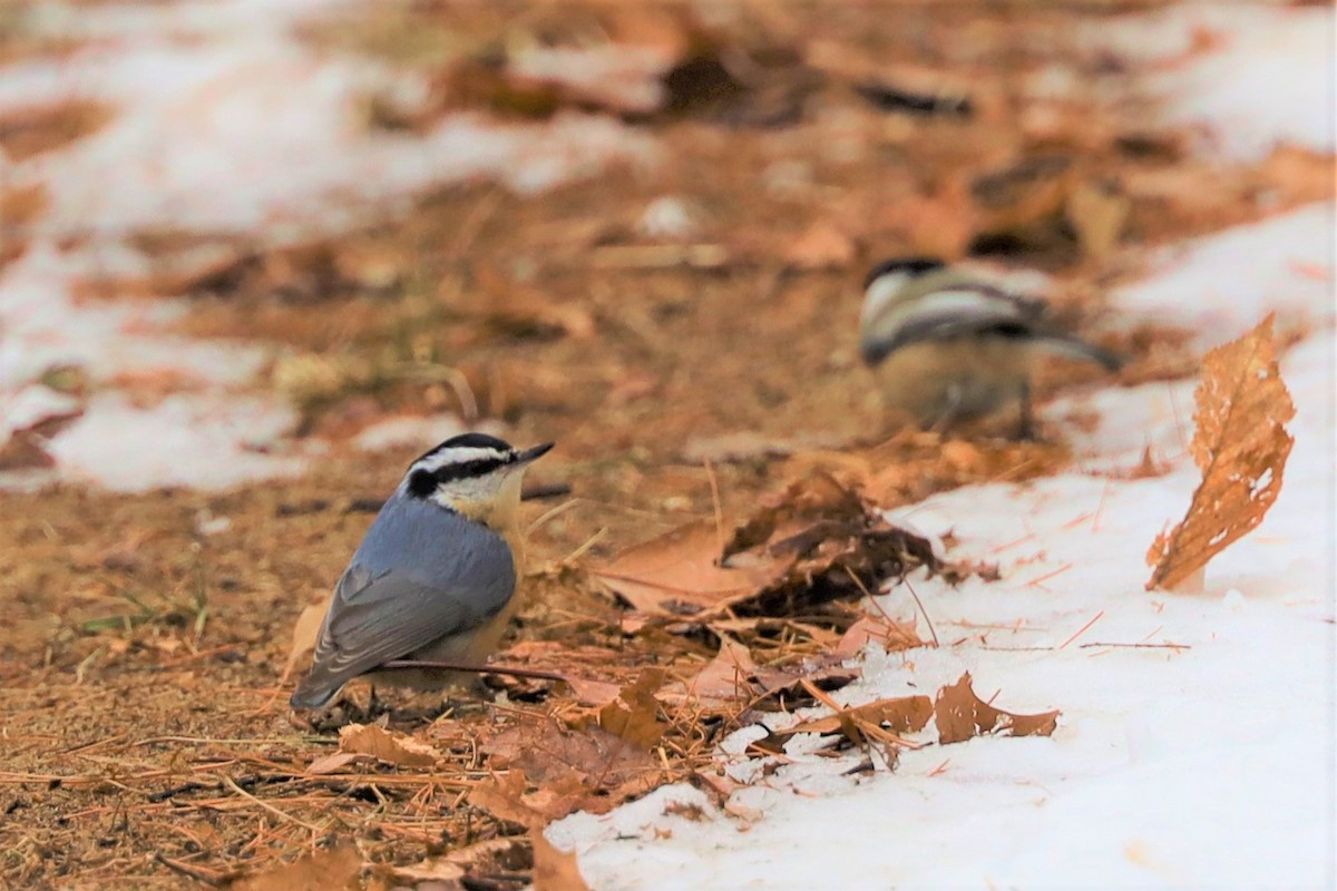 Red-breasted Nuthatch - ML304016481