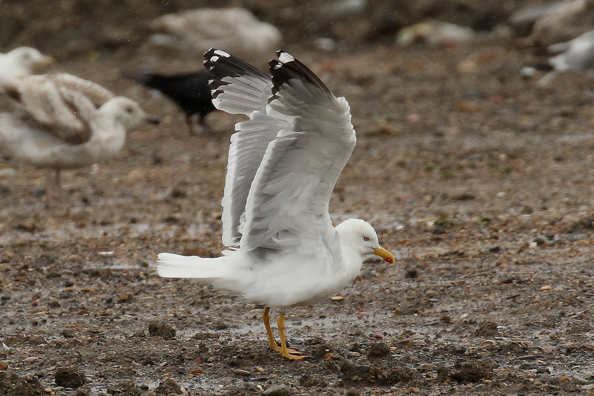 Yellow-legged Gull (michahellis) - Dominic Mitchell