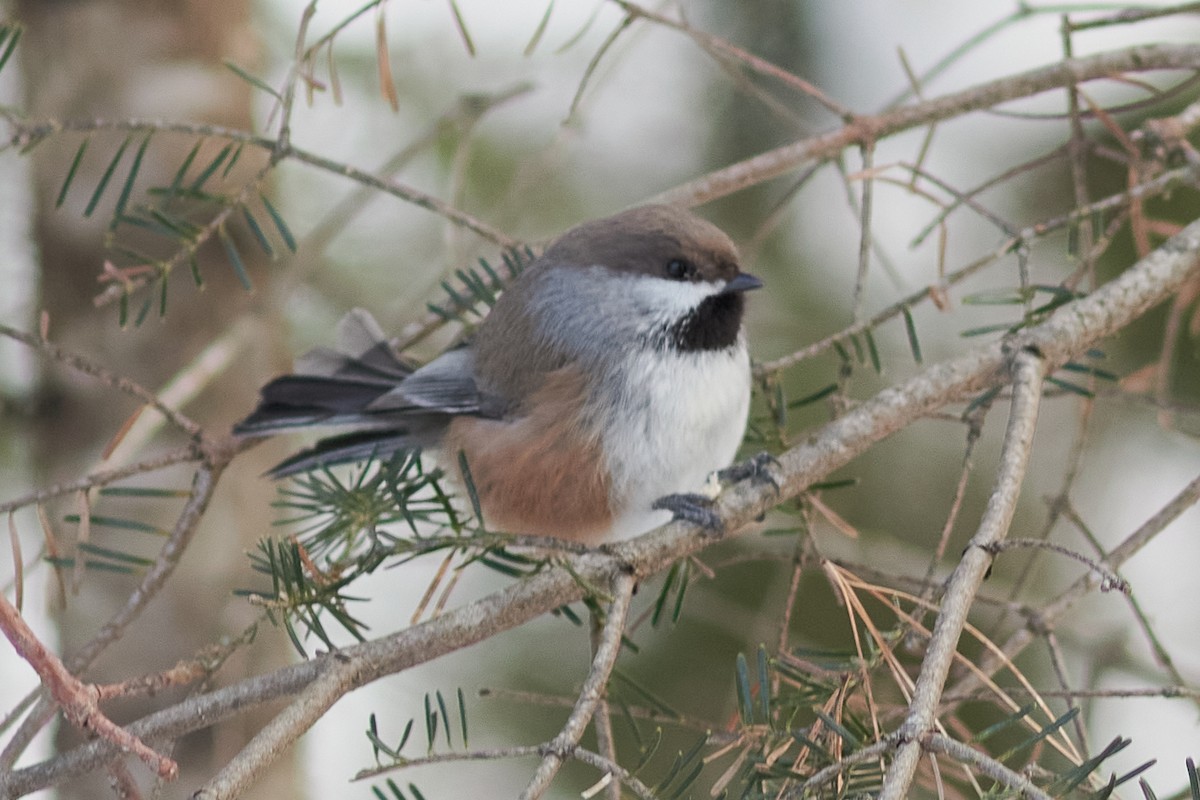 Boreal Chickadee - Ivan Wiljanen