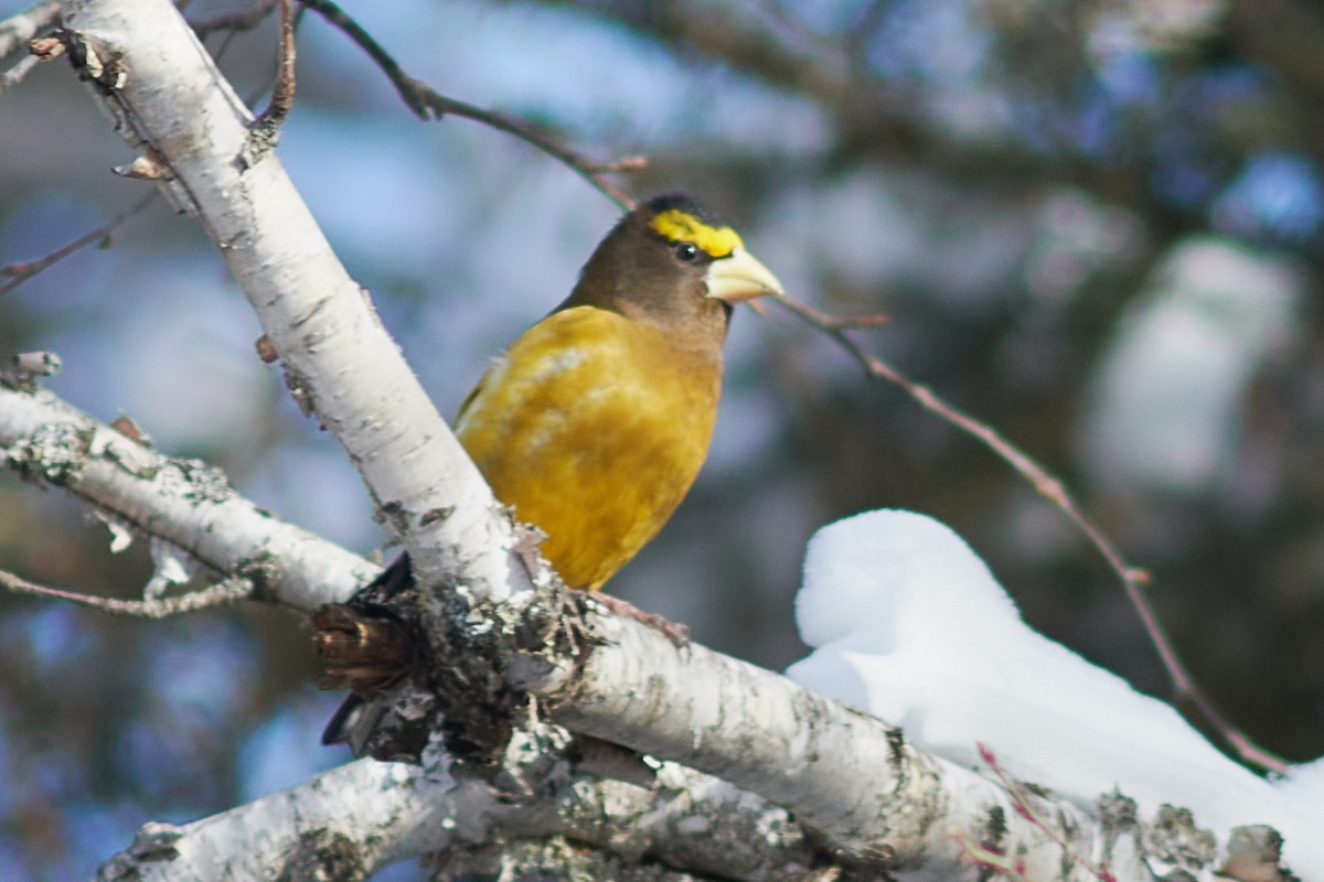 Evening Grosbeak - Ivan Wiljanen