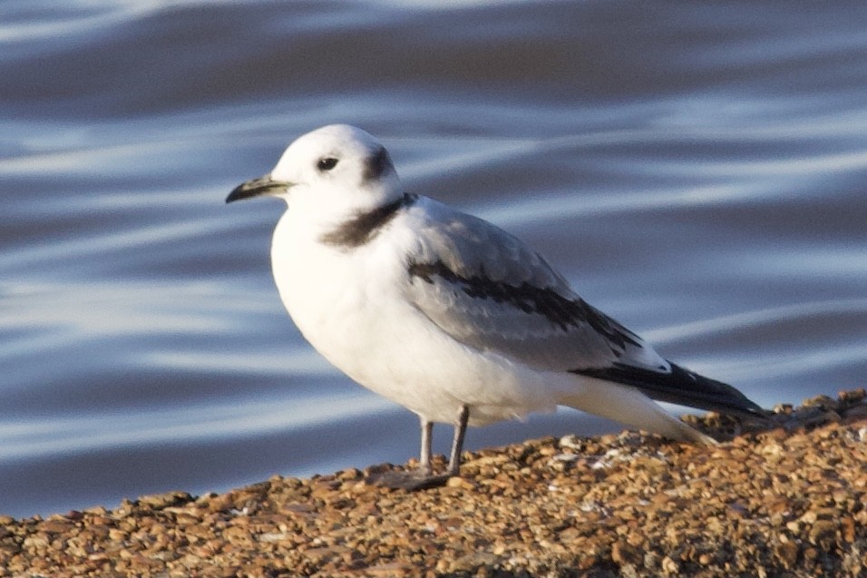 Mouette tridactyle - ML304019931