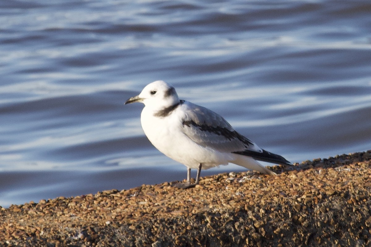 Mouette tridactyle - ML304019941
