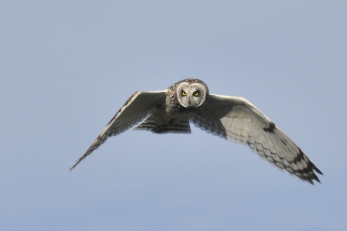 Short-eared Owl - John Doty