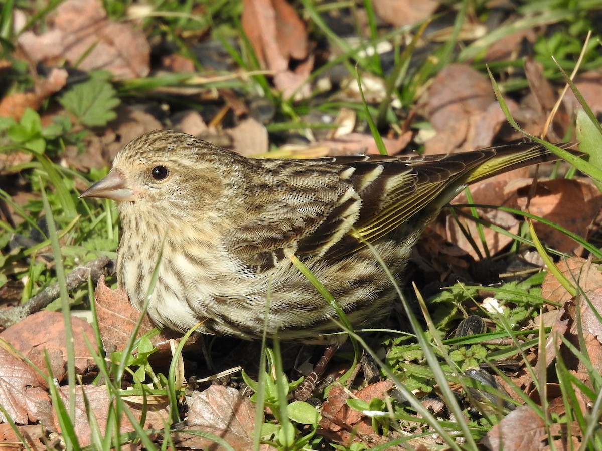 Pine Siskin - ML304020801