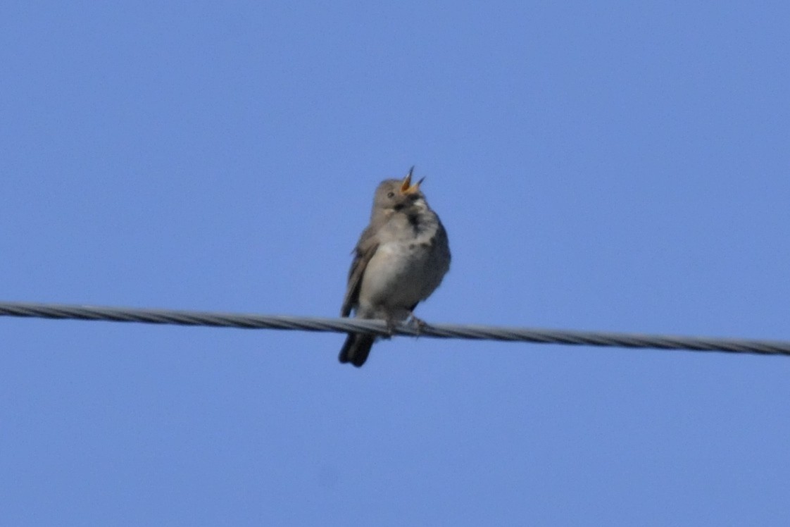 Gray-cheeked Thrush - ML30402081