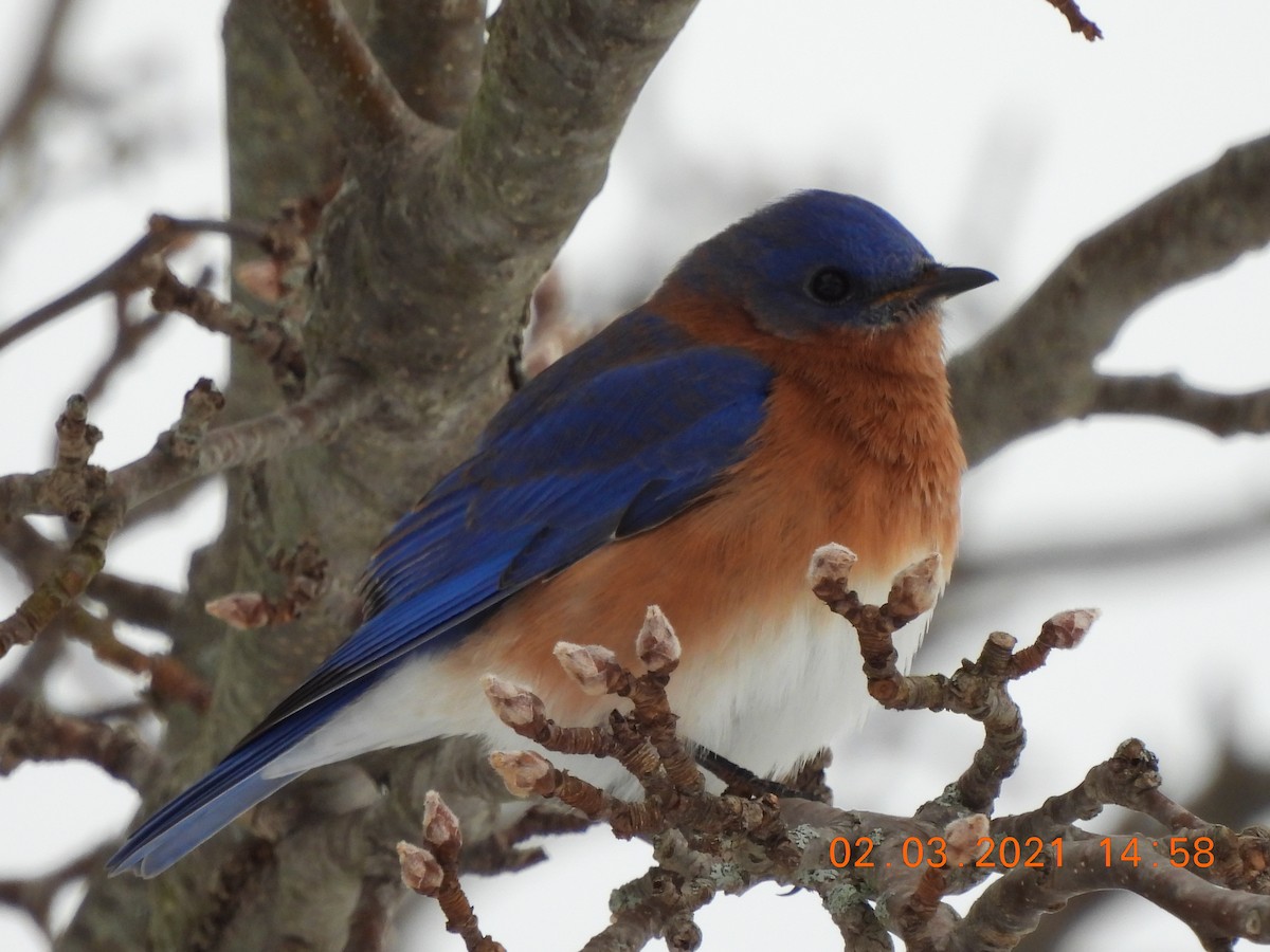 Eastern Bluebird - ML304021741