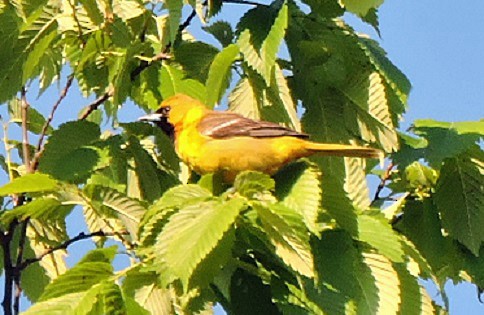 Orchard Oriole - Renee Lubert