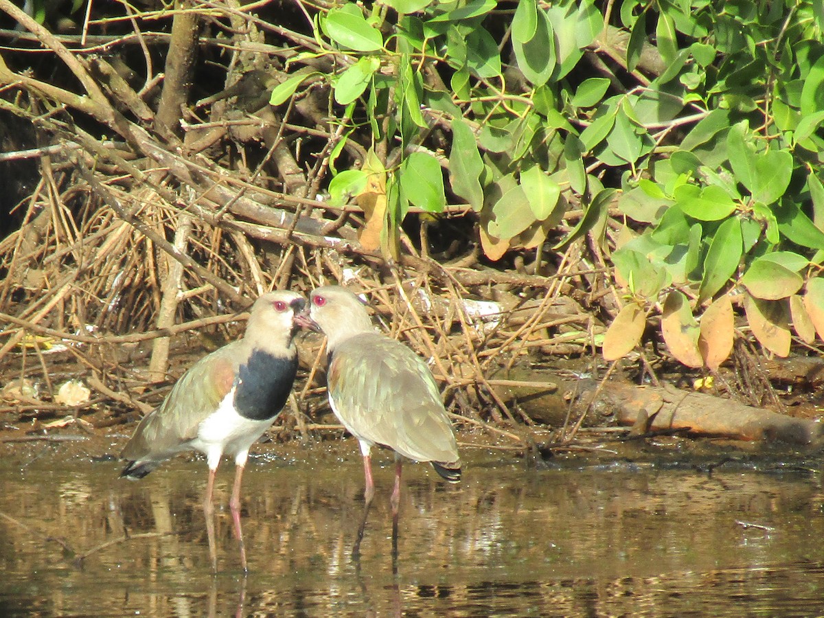 Southern Lapwing - ML304025171