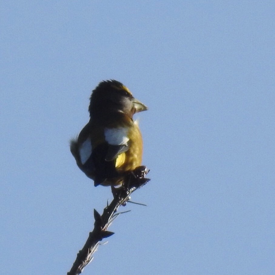 Evening Grosbeak - Susan Kirkbride