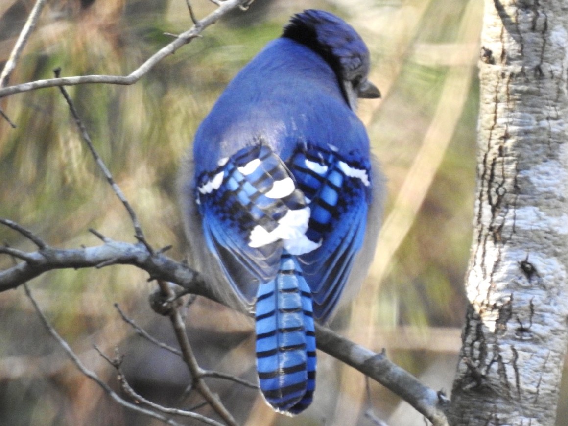 Blue Jay - ML304027121
