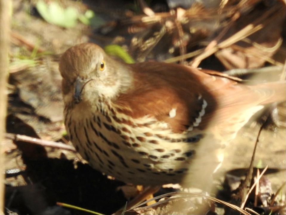 Brown Thrasher - ML304027231