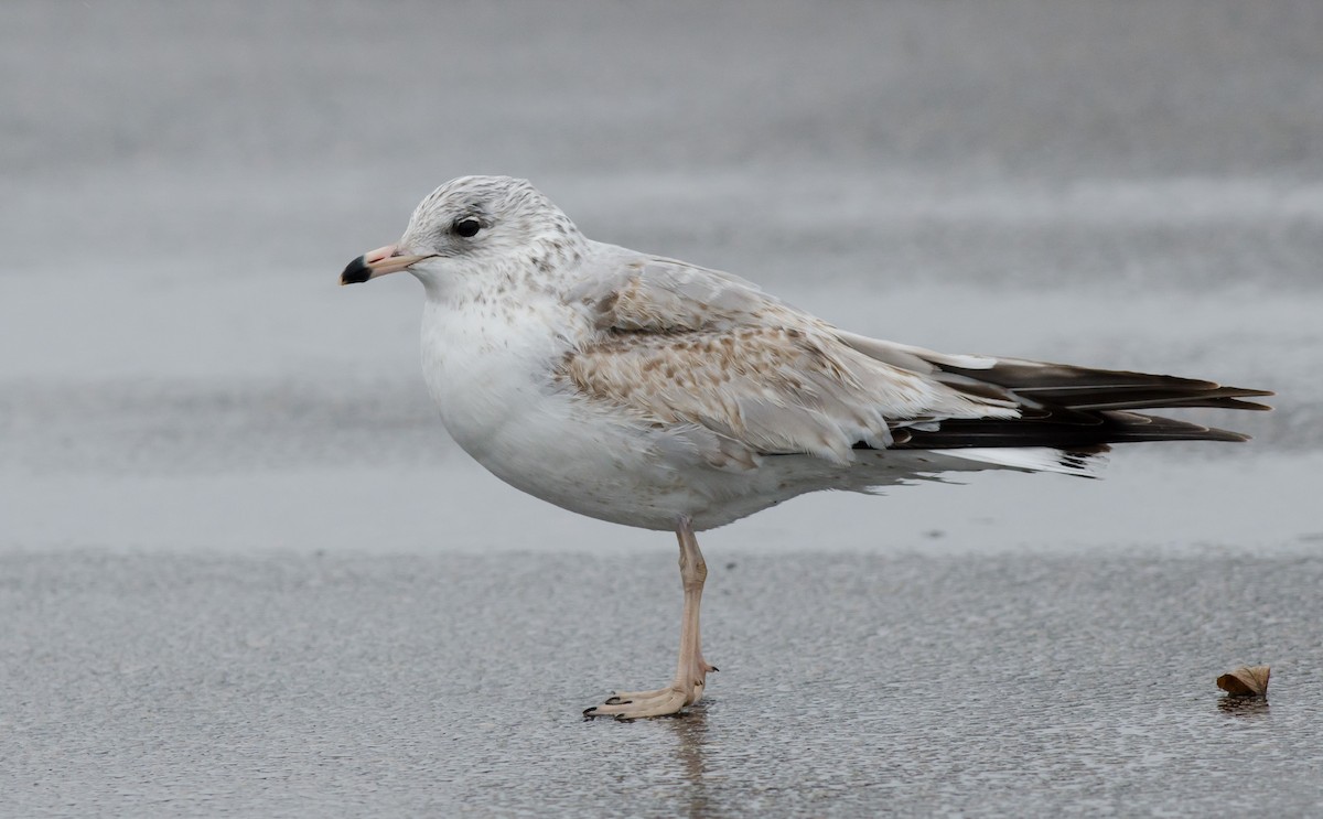 Ring-billed Gull - ML304027451