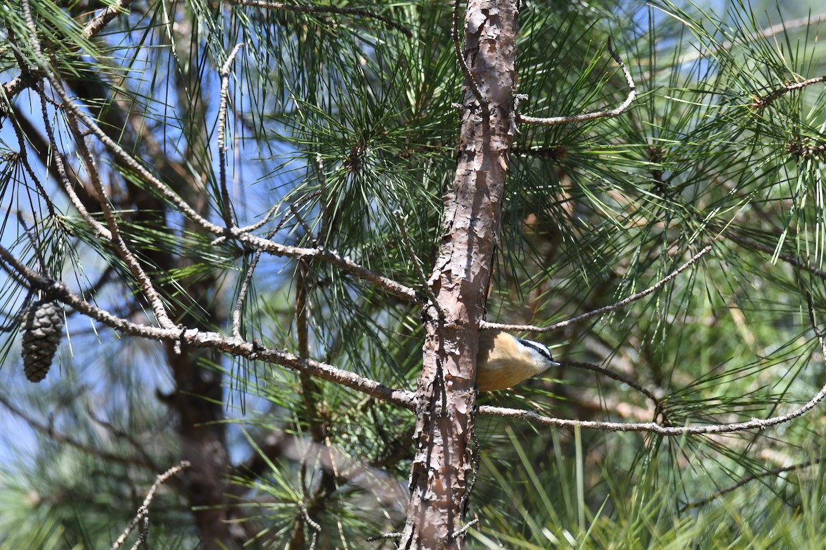 Trepador Canadiense - ML304030071