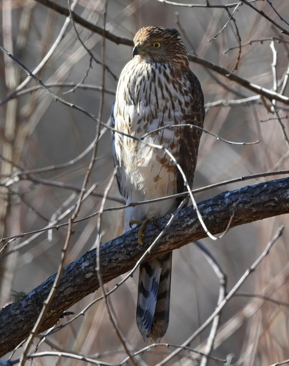 Cooper's Hawk - ML304030551