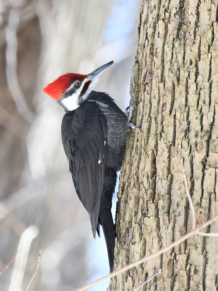 Pileated Woodpecker - Estela Quintero-Weldon