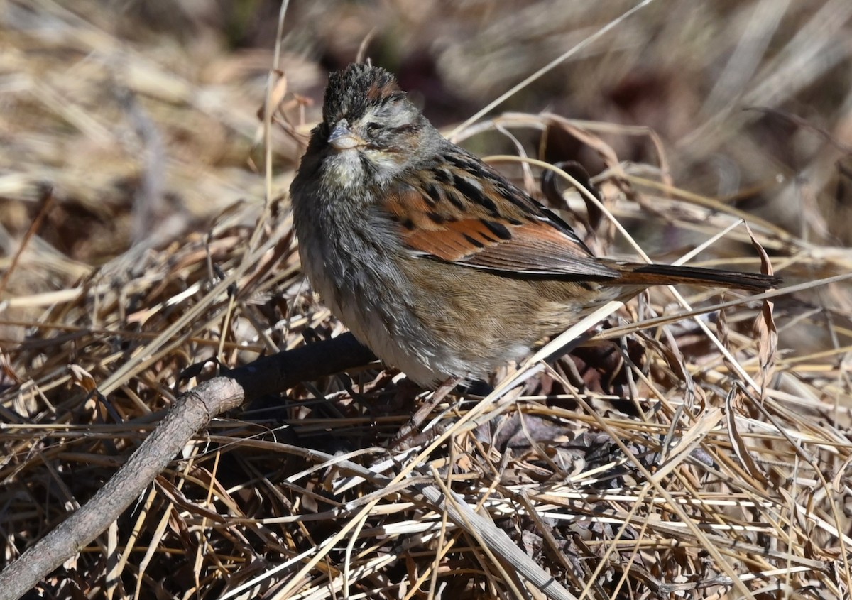 Swamp Sparrow - ML304031501