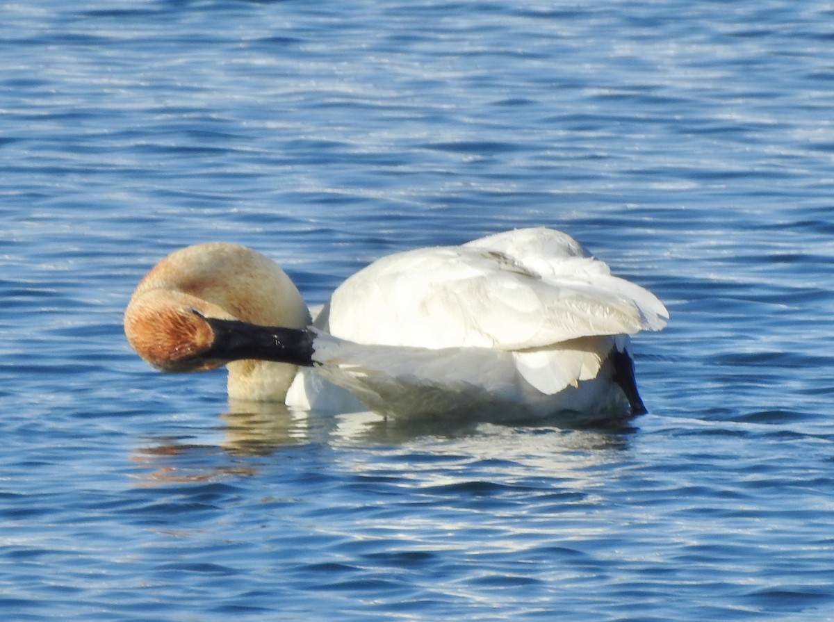 Trumpeter Swan - ML304031891