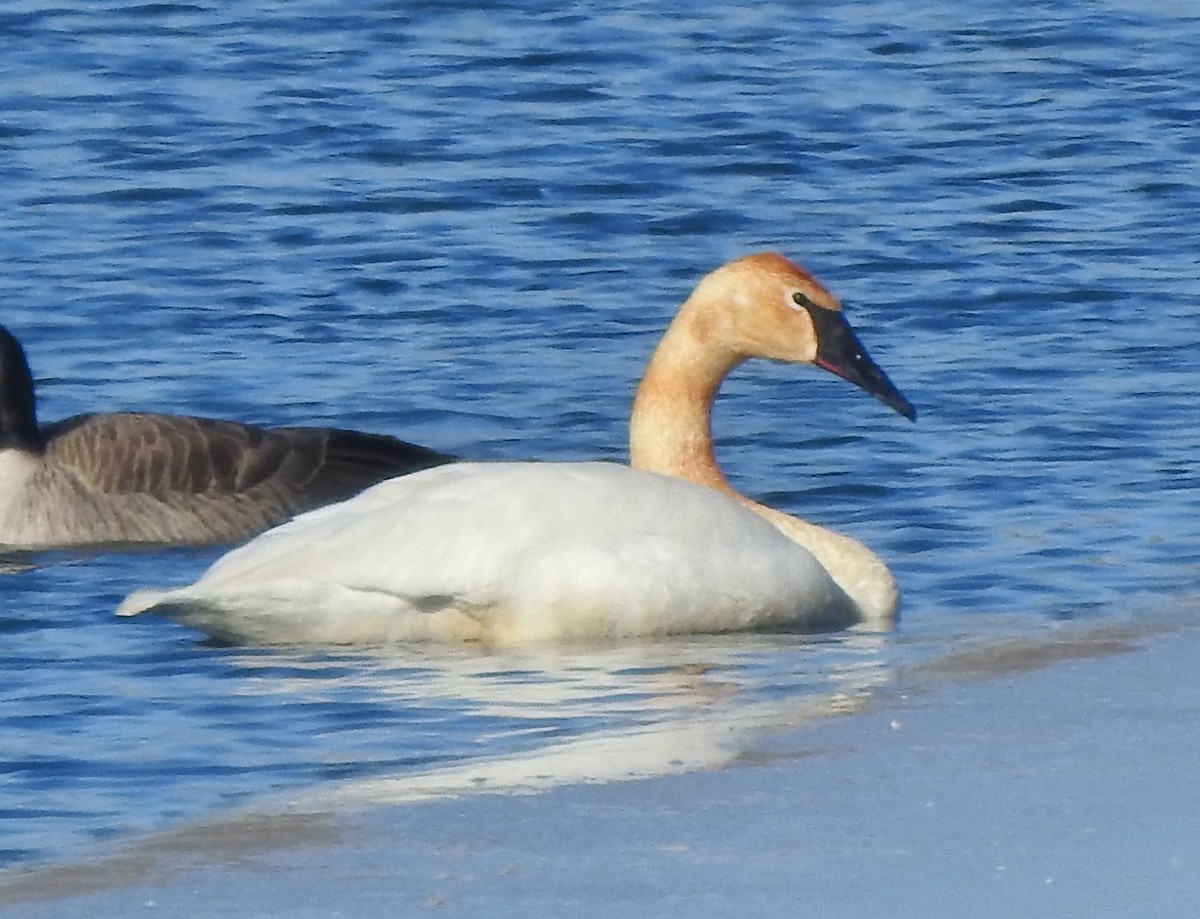 Cisne Trompetero - ML304031901