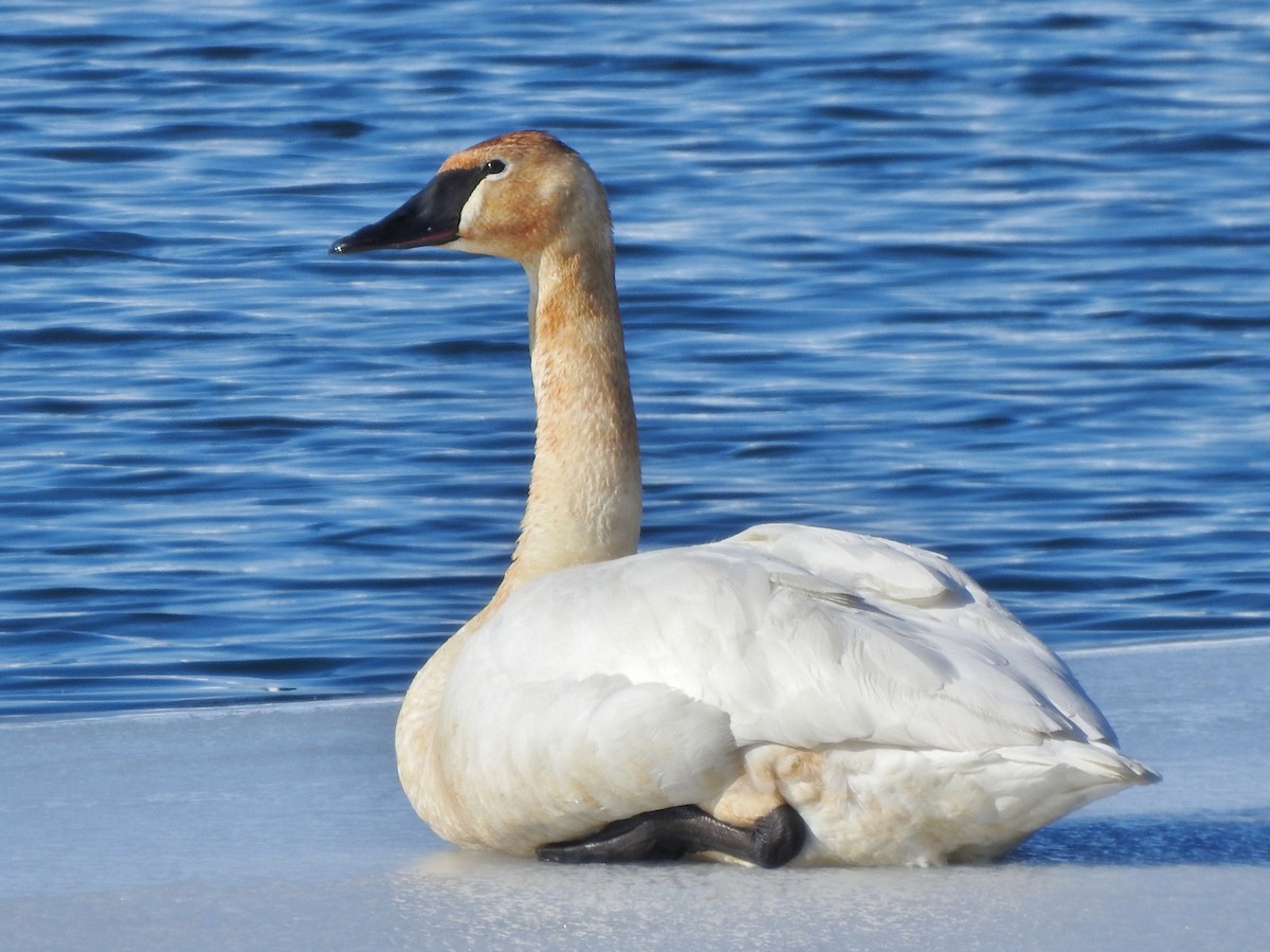 Cisne Trompetero - ML304031911