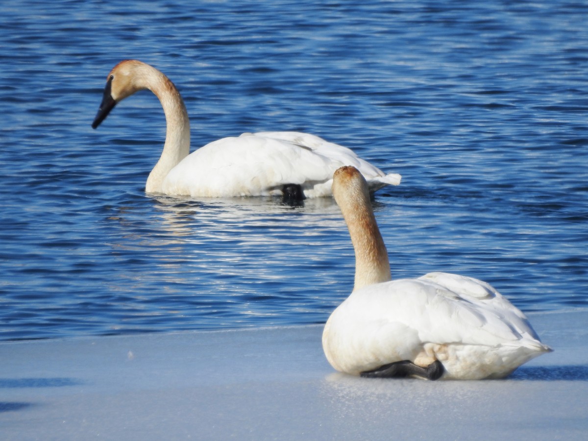 Trumpeter Swan - ML304031991