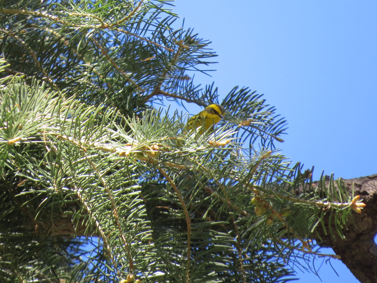 Townsend's Warbler - ML304032131