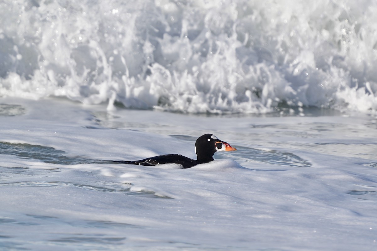 Surf Scoter - ML304032231