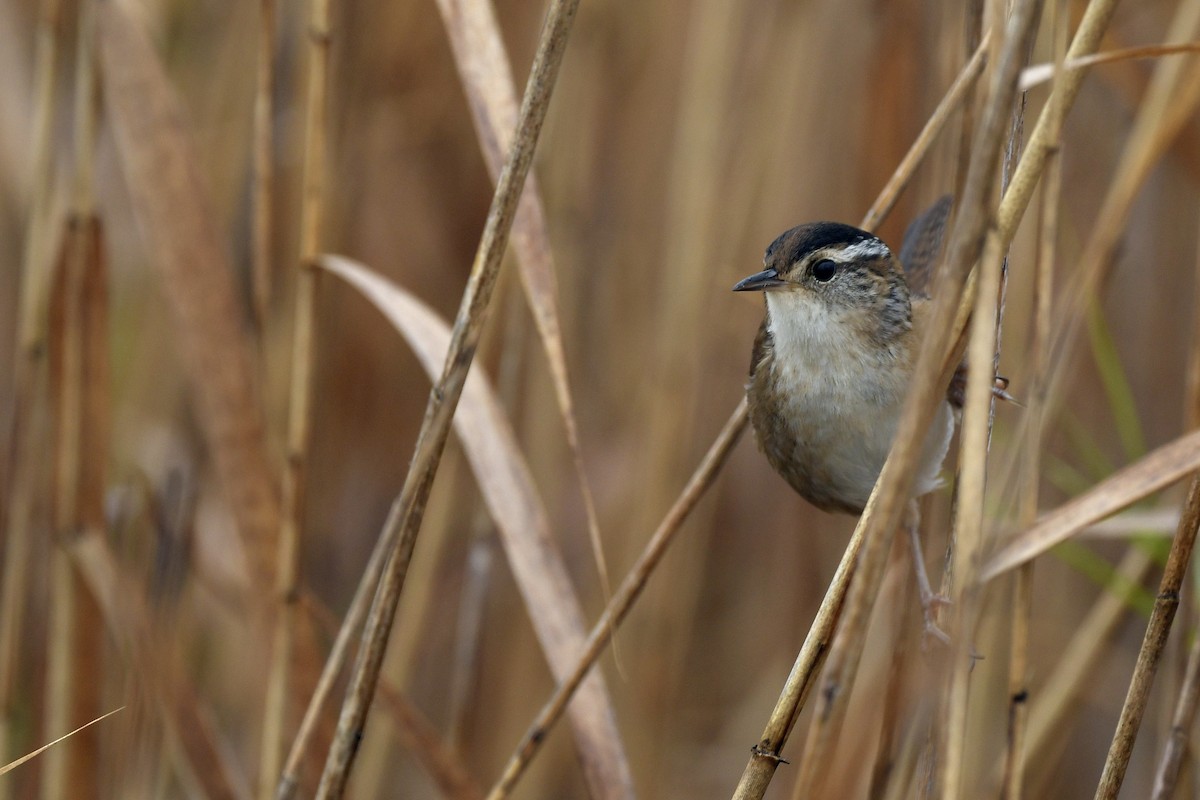 Marsh Wren - ML304032711