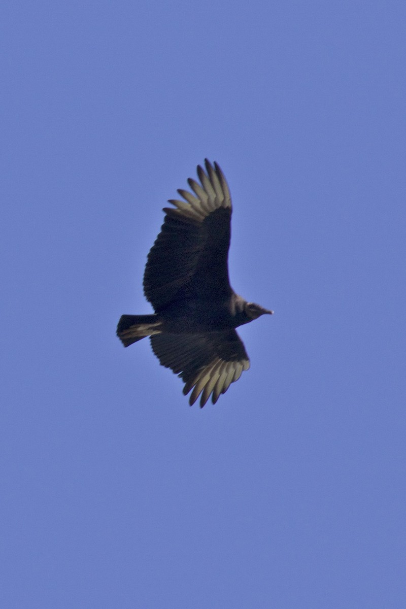 Black Vulture - Ron Shrieves