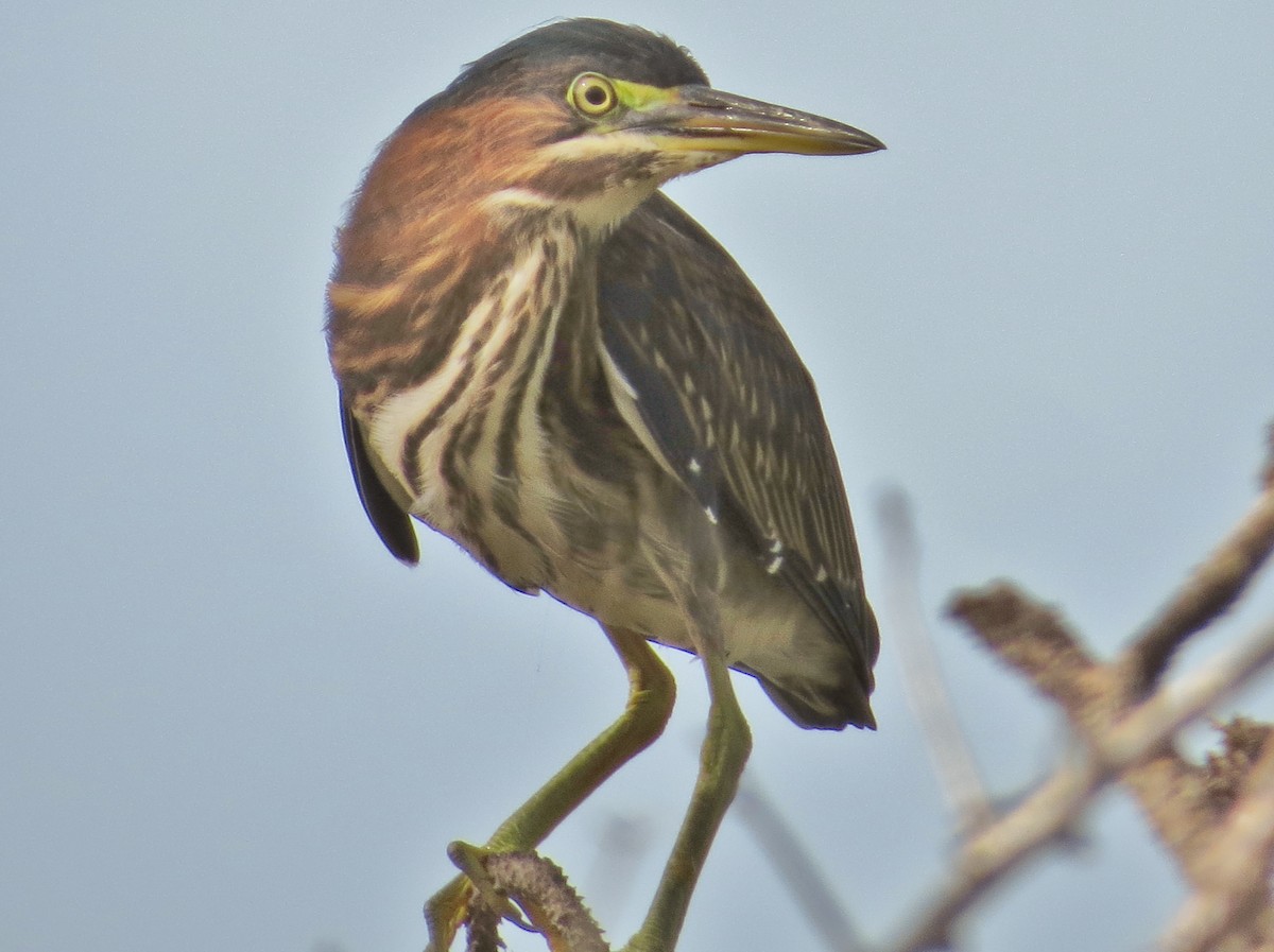 Green Heron - ML30403491