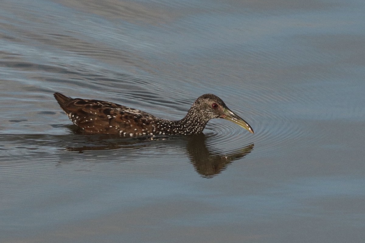 Spotted Rail - ML304036041