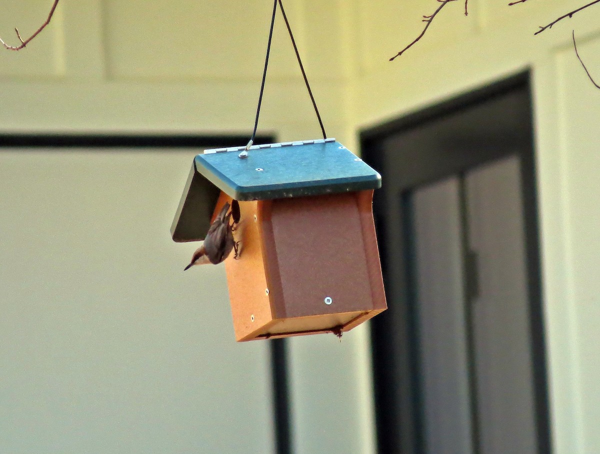 Brown-headed Nuthatch - ML304037751