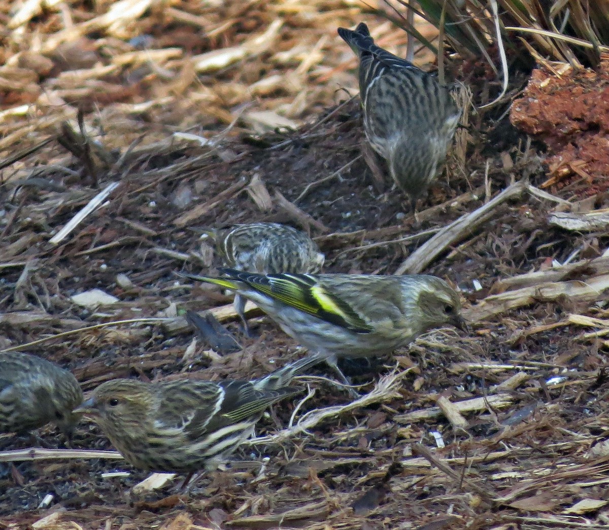 Pine Siskin - ML304038051