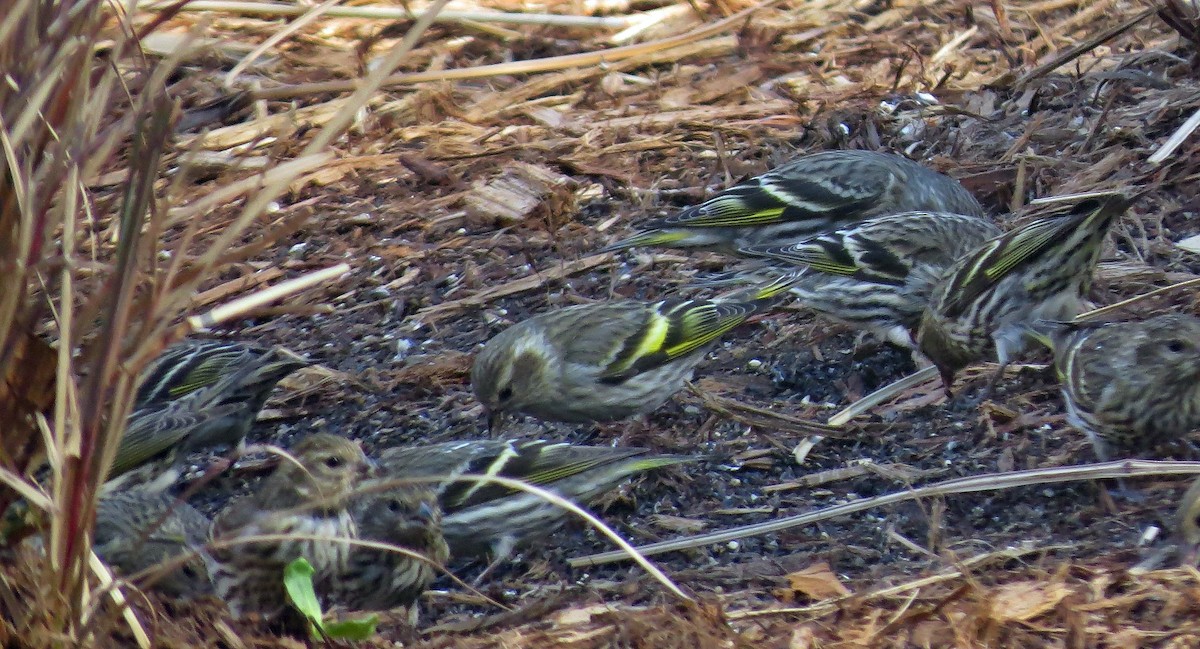 Pine Siskin - ML304038091