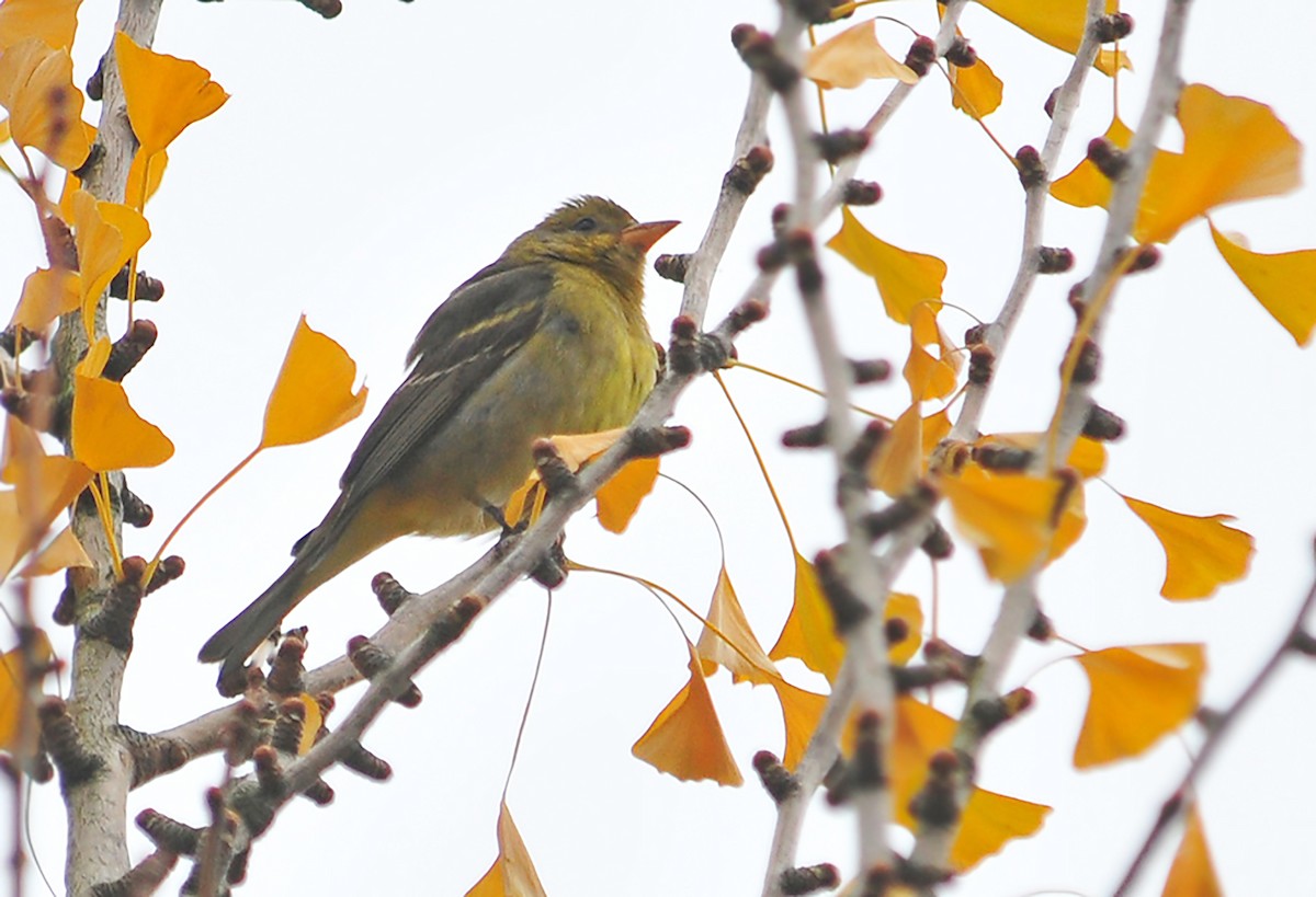 Western Tanager - ML304038351