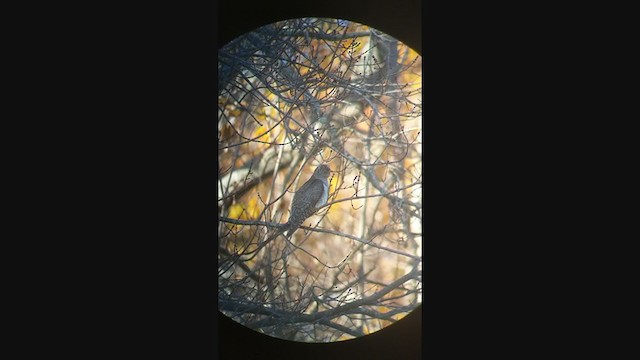 Common Cuckoo - ML304040151