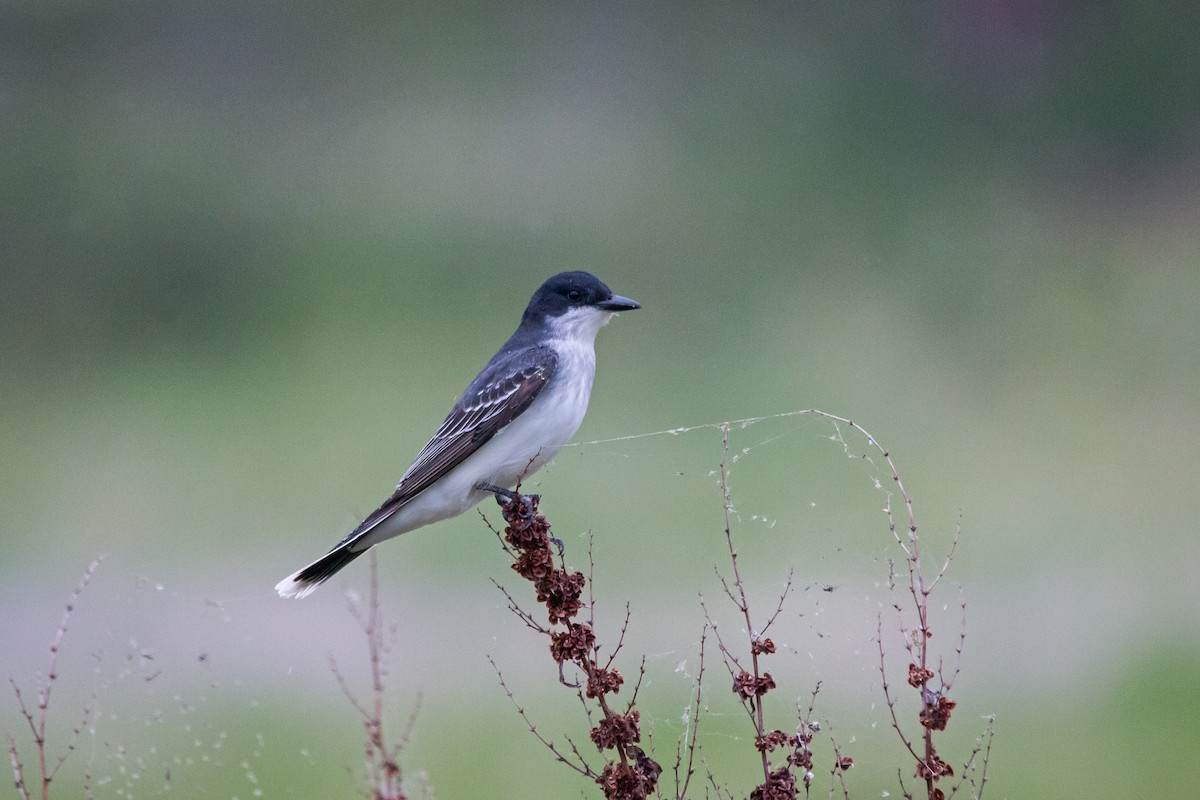 Eastern Kingbird - ML304040231