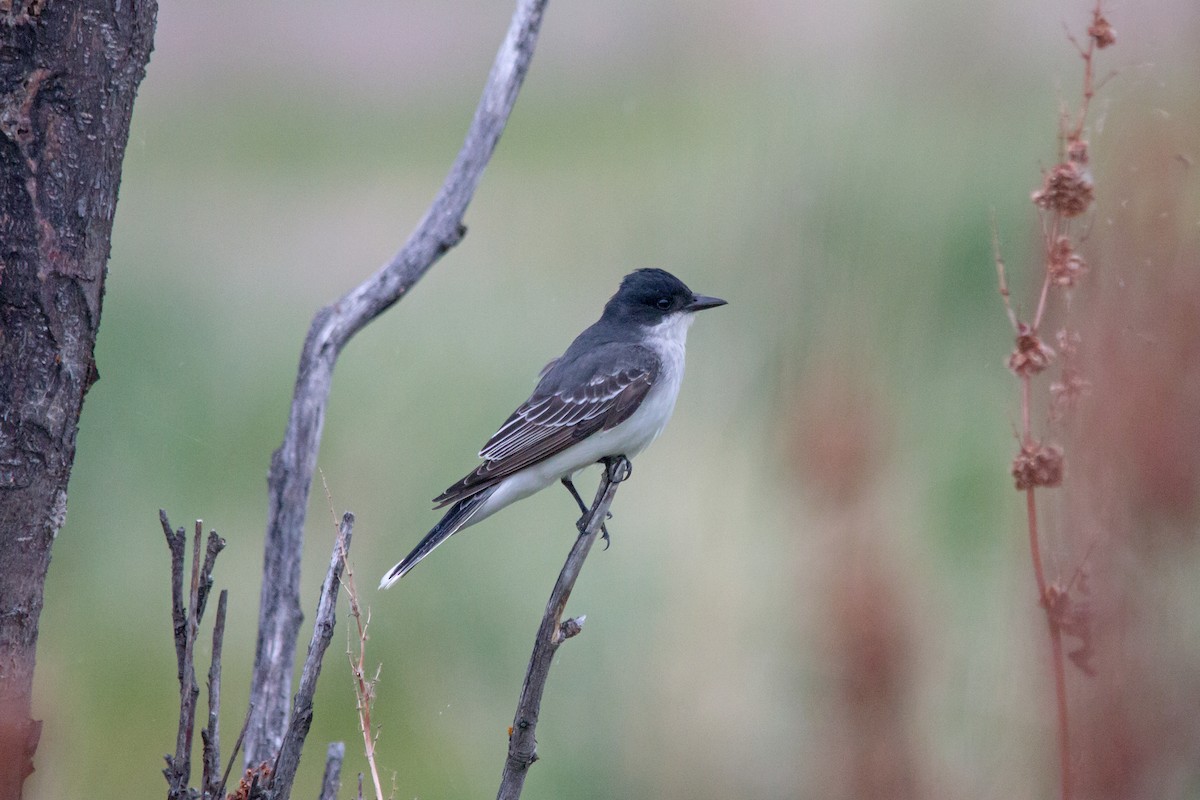 Eastern Kingbird - Rick Hardy