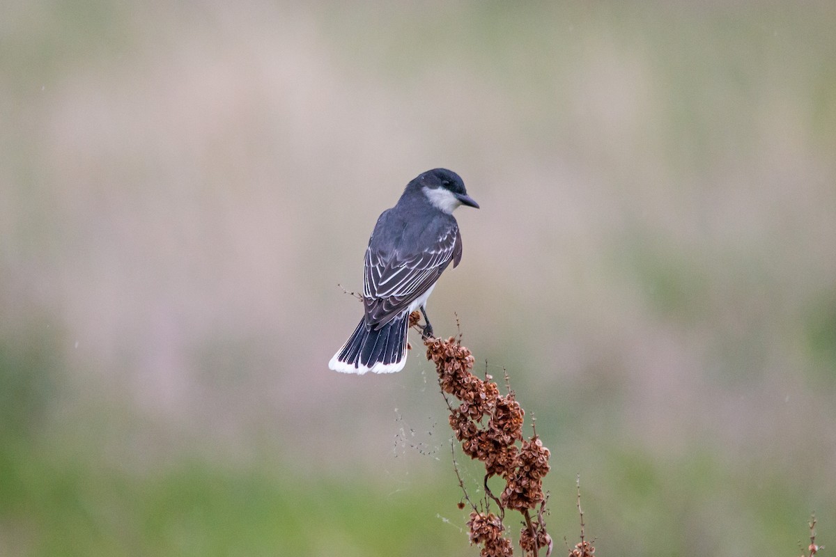 Eastern Kingbird - Rick Hardy