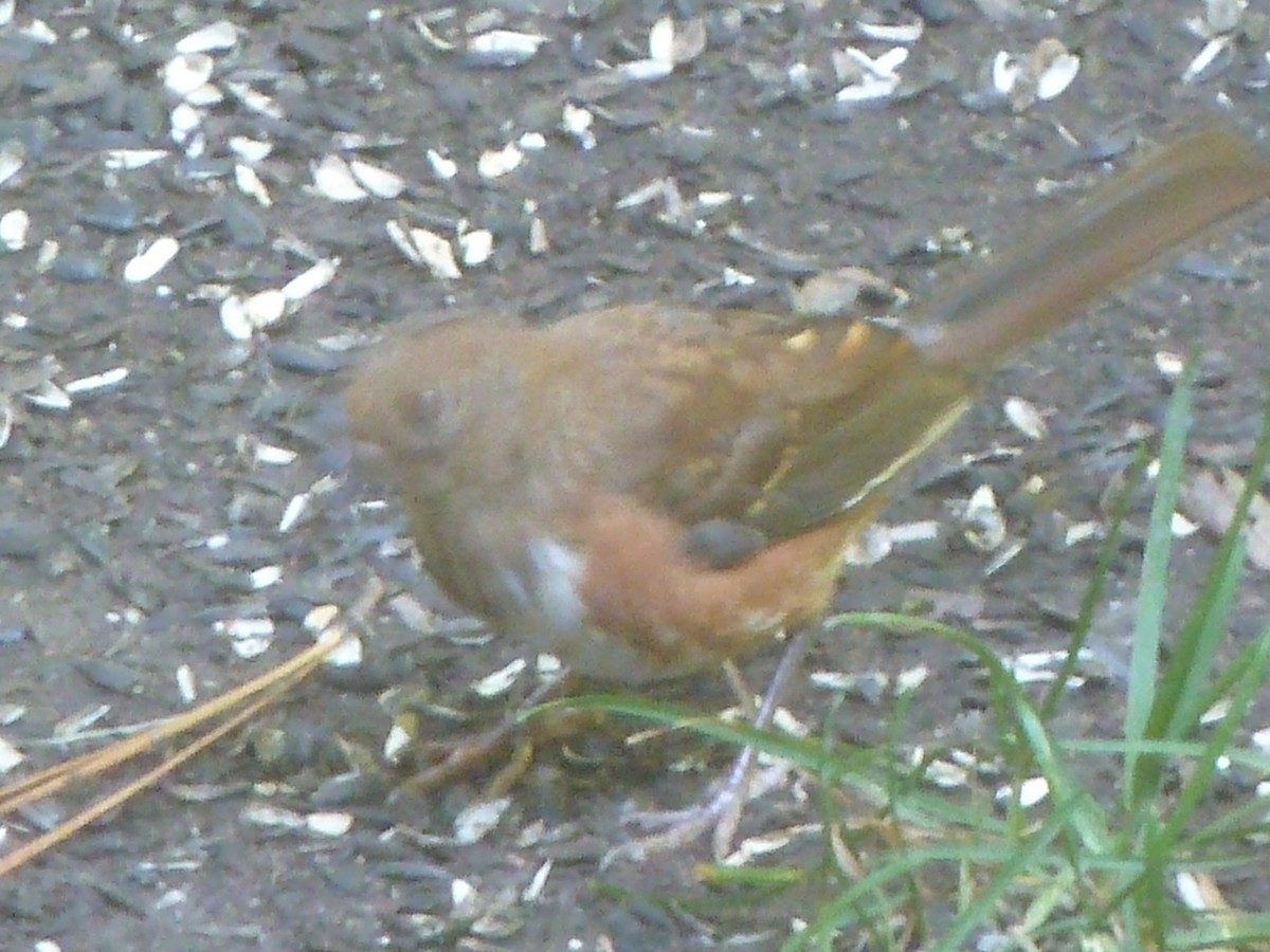 Eastern Towhee - RAS TripLeader