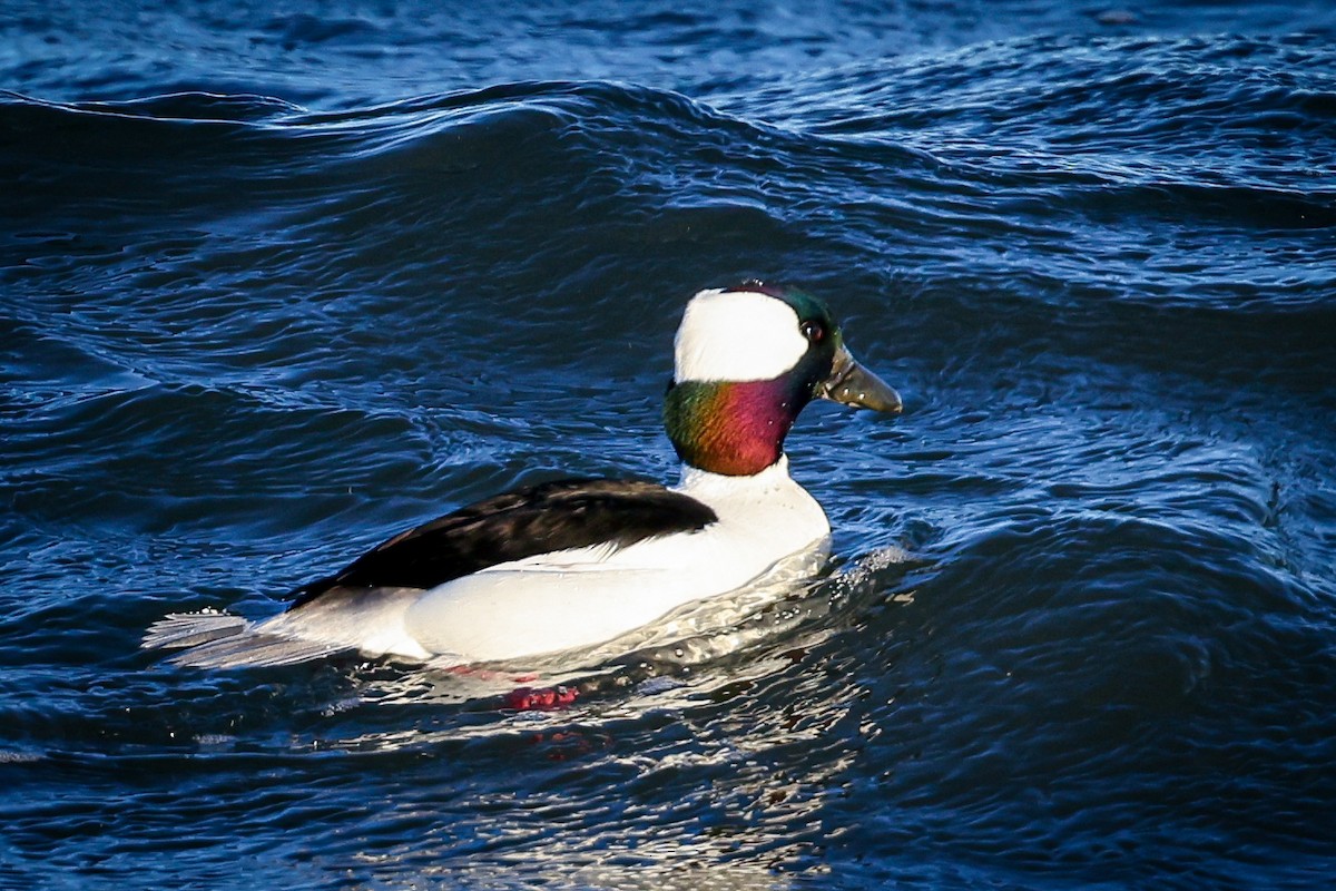 Bufflehead - Mitchell Goldfarb